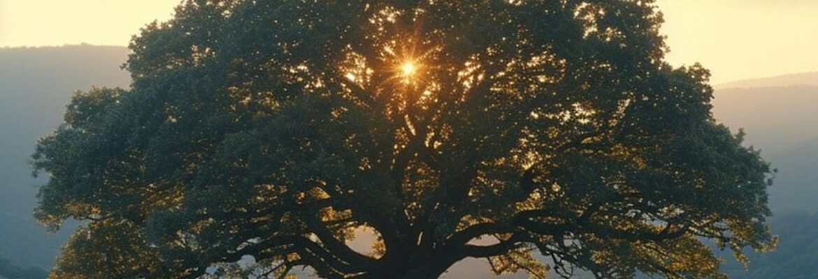 Centro Diurno Anziani L’Albero della Vita