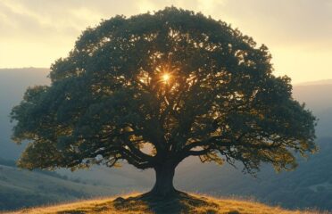Centro Diurno Anziani L’Albero della Vita
